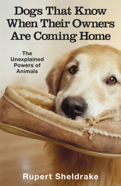 Book cover of Dogs That Know When Their Owners Are Coming Home