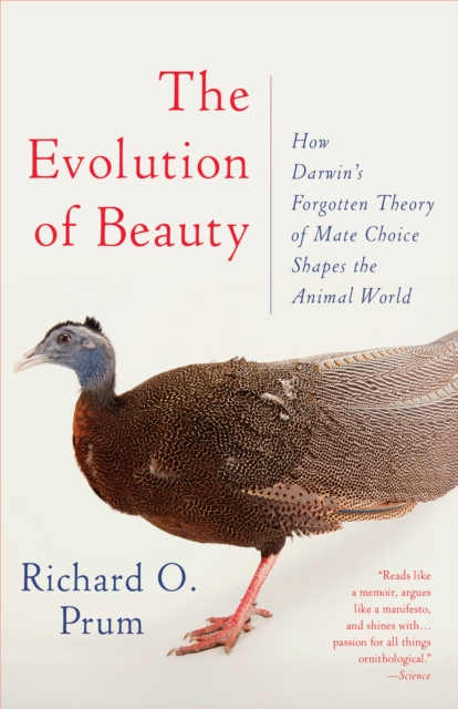 Book cover of Evolution of Beauty