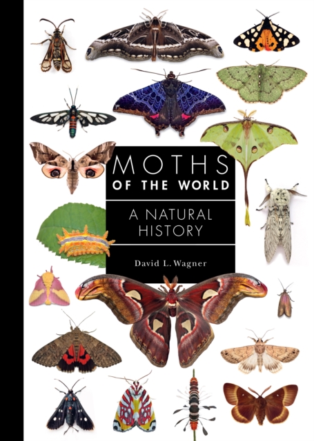 Book cover of Moths of the World