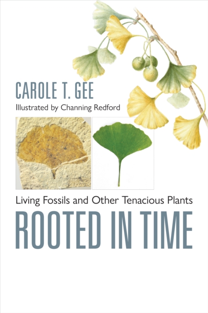 Book cover of Rooted in Time