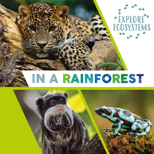rainforest ecosystems
