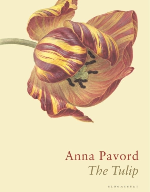 Book cover of The Tulip