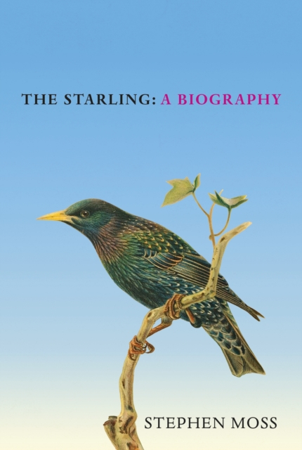 Book cover of The Starling