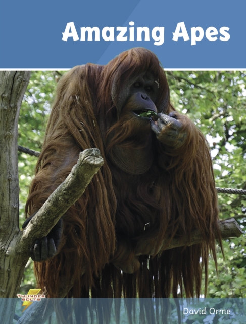 Book cover of Amazing Apes