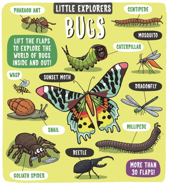 Book cover of Little Explorers: Bugs