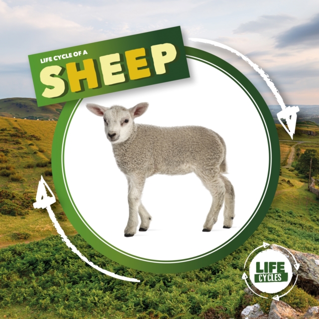 Book cover of Life Cycle of a Sheep