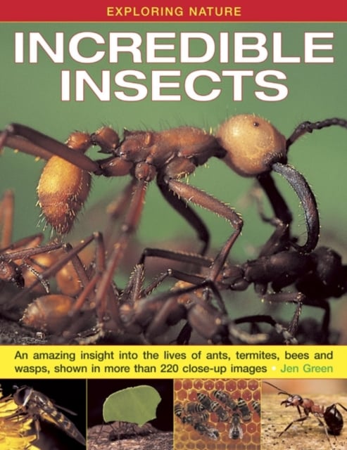 Book cover of Exploring Nature: Incredible Insects